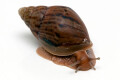 Lissachatina immaculata panthera juvenil